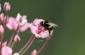 A pretty Bumblebee, Bombus, pollinating a flowering rush growing at the edge of a pond. Royalty Free Stock Photo