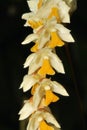 Pretty bunch of very small orchids Royalty Free Stock Photo