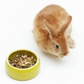 Pretty bunny with a bowl of dry food on white background