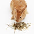 Pretty bunny eating dry hay on white background