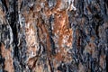 Pretty bark pine