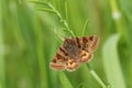 A pretty Burnet Companion Moth Euclidia glyphica perching on a leaf. Royalty Free Stock Photo