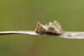 A pretty Burnished Brass Moth, Diachrysia chrysitis, resting on a reed. Royalty Free Stock Photo