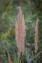 Bushgrass