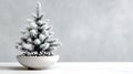 Pretty bushy danish white Christmas tree without decorations in a pot with space for your message on light gray background Royalty Free Stock Photo