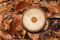 A pretty Butter Cap Mushroom Rhodocollybia butyracea growing through the leaf litter on the forest floor in the UK.