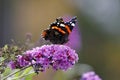 A pretty butterfly on Buddleja blossoms