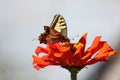 The pretty butterfly on the flower