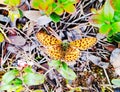 Pretty butterfly in lingonberry forest