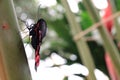 Pretty butterfly perched on a bamboo pole