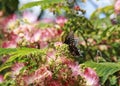 Pretty Butterfly on a Pink Mimosa tree