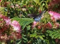 Pretty Butterfly on a Pink Mimosa tree Royalty Free Stock Photo