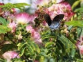 Pretty Butterfly on a Pink Mimosa tree Royalty Free Stock Photo