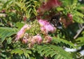 Pretty Butterfly on a Pink Mimosa tree Royalty Free Stock Photo