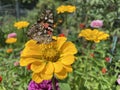 Pretty Butterfly on a Yellow Zinnia Flower