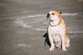 Pretty Ca De Bou Or Perro De Presa Mallorquin Is A Typical Molossian Dog Royalty Free Stock Photo