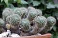 A pretty cactus, Echinocereus, after blossom time