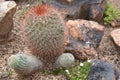 Pretty cactus with red thorns between rocks Royalty Free Stock Photo