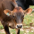 Pretty calf with ear tag