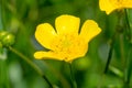 Pretty Caltha palustris Marsh Marigold flower Royalty Free Stock Photo