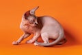 Pretty Canadian Sphynx kitten of color chocolate mink and white runs away, looking over shoulder