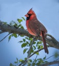 Pretty cardinals