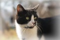Pretty cat Royalty Free Stock Photo