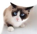 Pretty cat with blue eyes breed snowshoe Royalty Free Stock Photo