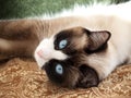 Pretty cat with blue eyes breed snowshoe Royalty Free Stock Photo