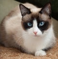 Pretty cat with blue eyes breed snowshoe Royalty Free Stock Photo