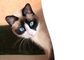 Pretty cat with blue eyes breed snowshoe Royalty Free Stock Photo
