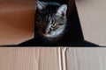 Pretty cat in cardboard box