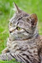 Pretty Cat or Kitten, Lying in Grass