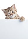 Pretty cat kitten peeking out of a blank sign, isolated on white background Royalty Free Stock Photo