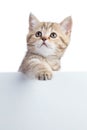 Pretty cat kitten peeking out of a blank sign, on white background Royalty Free Stock Photo