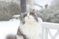 Pretty cat looking at snow Royalty Free Stock Photo