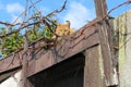 Pretty cat on roof and around wires and deciduous tree in background