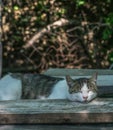 Cat taking a nap Royalty Free Stock Photo