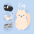 pretty cats card