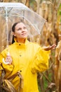 Pretty caucasian young girl in yellow raincoat standing in corn field with transparent umbrella. Woman checks if it is Royalty Free Stock Photo