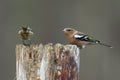 A Chaffinch Fringilla coelebs and a Coal Tit Periparus ater perching on a wooden post and feeding on seeds in the Abernathy fo