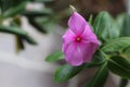 Pretty charming pink flowers