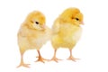 Pretty chickens Royalty Free Stock Photo