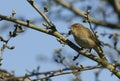 A pretty Chiffchaff Phylloscopus collybita perched on a branch of a tree . Royalty Free Stock Photo