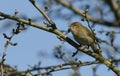 A pretty Chiffchaff Phylloscopus collybita perched on a branch of a tree singing. Royalty Free Stock Photo