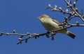 A pretty Chiffchaff Phylloscopus collybita perched on a branch of a tree singing. Royalty Free Stock Photo