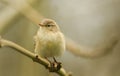 A pretty Chiffchaff Phylloscopus collybita perched on a branch of a tree. Royalty Free Stock Photo