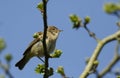 A Chiffchaff, Phylloscopus collybita, perching on a branch of a hawthorn tree in spring. Royalty Free Stock Photo