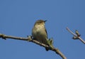 A pretty Chiffchaff, Phylloscopus collybita, perching on a branch of a tree in spring. Royalty Free Stock Photo