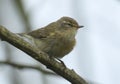 A pretty Chiffchaff, Phylloscopus collybita, perching on a branch of a tree in spring. Royalty Free Stock Photo